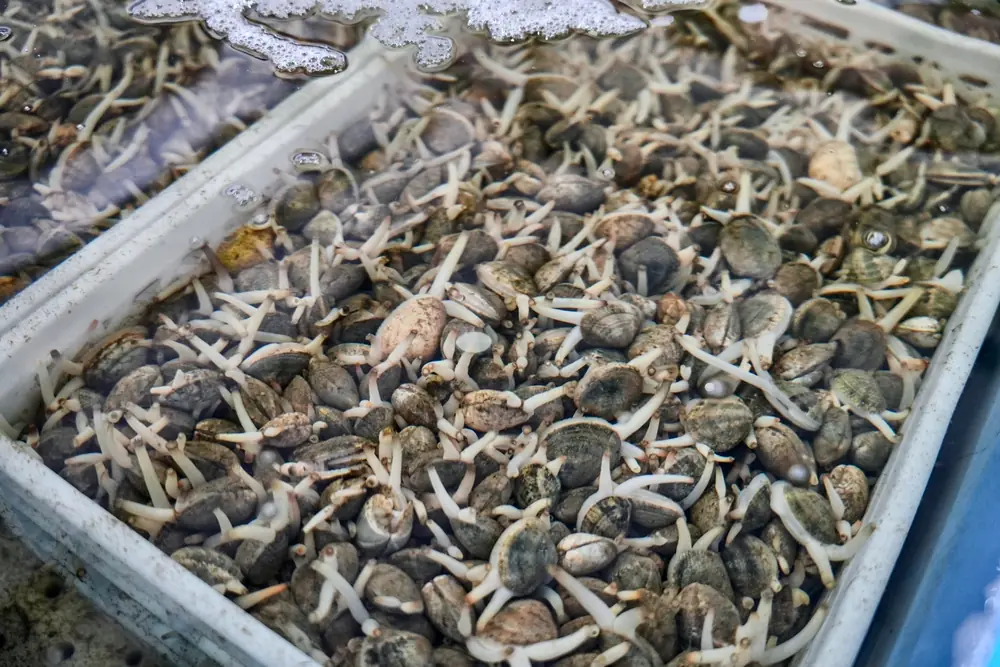 Amêijoa viva fresca da Marfao27